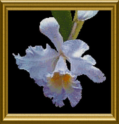 Cattleya Orchid Pattern (L9-011)