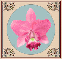 Guaria Morada Orchid Pattern (L9-010)